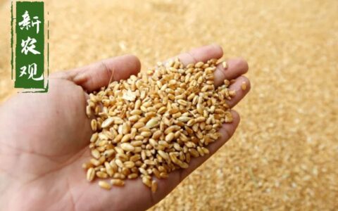 新麦上市在即，麦价开始剧烈波动！今年的新麦会“高开高走”吗？