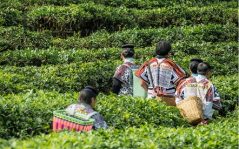 喜茶将实现主要茶叶配方自研 打造供应链新模式把控茶叶品质